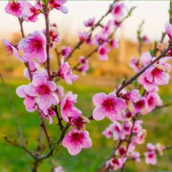 Fast Growing Trees Peach Trees Redskin Peach Tree 8 Fast Growing Trees Peach Trees Redskin Peach Tree