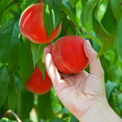 Fast Growing Trees Peach Trees Redskin Peach Tree