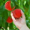 Fast Growing Trees Peach Trees Redskin Peach Tree 1 Fast Growing Trees Peach Trees Redskin Peach Tree