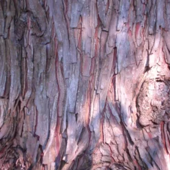 Fast Growing Trees Dawn Redwood Tree Plants For Wet Areas