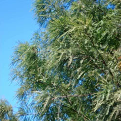 Fast Growing Trees Dawn Redwood Tree Plants For Wet Areas