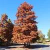 Fast Growing Trees Dawn Redwood Tree Plants For Wet Areas