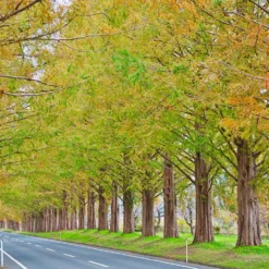 Fast Growing Trees Dawn Redwood Tree Plants For Wet Areas