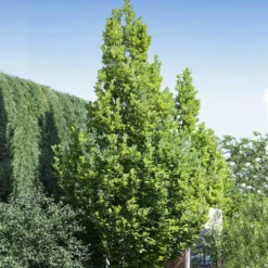 Fast Growing Trees Regal Prince Oak Tree 8 Fast Growing Trees Regal Prince Oak Tree