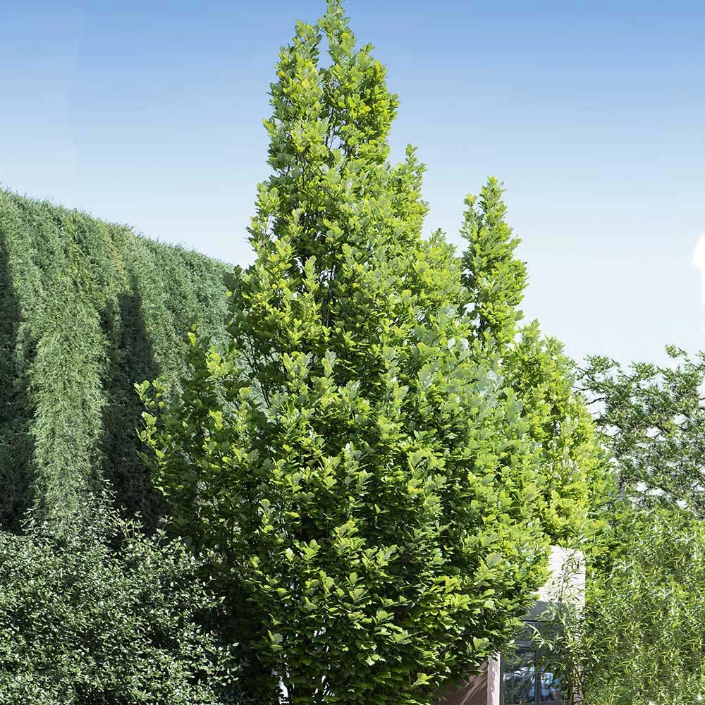 Fast Growing Trees Regal Prince Oak Tree 5 Fast Growing Trees Regal Prince Oak Tree