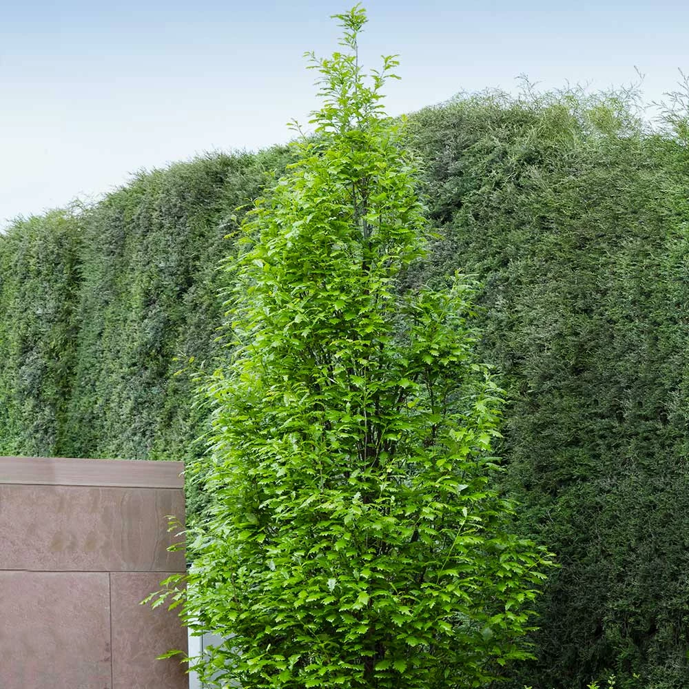 Fast Growing Trees Regal Prince Oak Tree 6 Fast Growing Trees Regal Prince Oak Tree