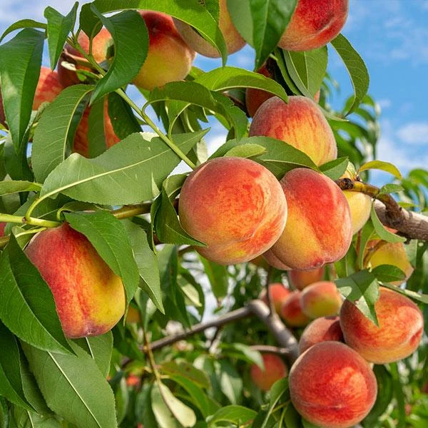 Fast Growing Trees Peach Trees Reliance Peach Tree 3 Fast Growing Trees Peach Trees Reliance Peach Tree