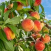 Fast Growing Trees Reliance Peach Tree 1 Fast Growing Trees Reliance Peach Tree
