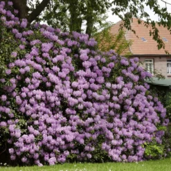 Fast Growing Trees Rhododendrons Lavender Rhododendron Shrub