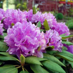 Fast Growing Trees Rhododendrons Lavender Rhododendron Shrub