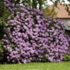Fast Growing Trees Rhododendrons Lavender Rhododendron Shrub