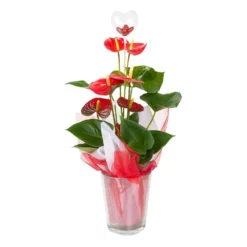 Fast Growing Trees Gift Plants Red Anthurium Plant