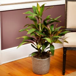 Fast Growing Trees Hawaiian Ti Plant 'Rising Sun' See All Shrubs & Hedges