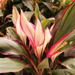 Fast Growing Trees Hawaiian Ti Plant 'Rising Sun' See All Shrubs & Hedges