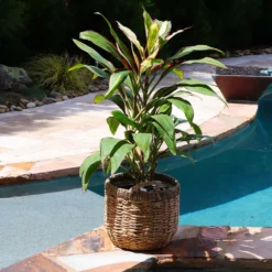 Fast Growing Trees Hawaiian Ti Plant 'Rising Sun' See All Shrubs & Hedges