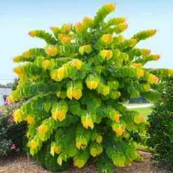 Fast Growing Trees Redbud Trees The Rising Sun™ Eastern Redbud Tree