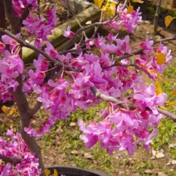 Fast Growing Trees Redbud Trees The Rising Sun™ Eastern Redbud Tree