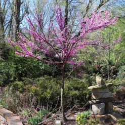 Fast Growing Trees Redbud Trees The Rising Sun™ Eastern Redbud Tree
