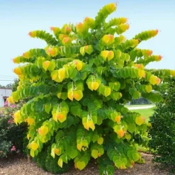 Fast Growing Trees Redbud Trees The Rising Sunâ„¢ Eastern Redbud Tree