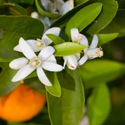 Fast Growing Trees Robertson Navel Orange