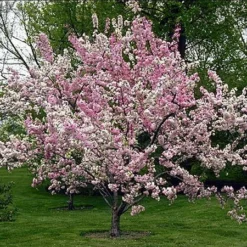 Fast Growing Trees Robinson Crabapple Tree