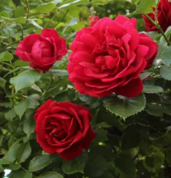 Fast Growing Trees Blaze Improved Climbing Rose