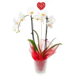 Fast Growing Trees White Orchid Plant Gift Plants