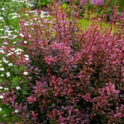 Fast Growing Trees Rose Glow Barberry Shrub