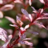 Fast Growing Trees Rose Glow Barberry Shrub 2 Fast Growing Trees Rose Glow Barberry Shrub