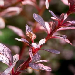 Fast Growing Trees Rose Glow Barberry Shrub