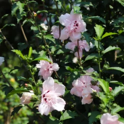 Fast Growing Trees See All Flowering Trees Pink Rose Of Sharon Althea Tree