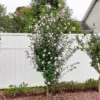 Fast Growing Trees See All Flowering Trees Pink Rose Of Sharon Althea Tree 1 Fast Growing Trees See All Flowering Trees Pink Rose Of Sharon Althea Tree