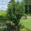 Fast Growing Trees Red Rose Of Sharon Althea Tree Red Flowers 1 Fast Growing Trees Red Rose Of Sharon Althea Tree Red Flowers