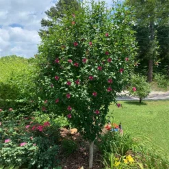 Fast Growing Trees Red Rose Of Sharon Althea Tree Red Flowers