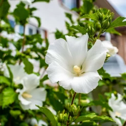 Fast Growing Trees White Rose Of Sharon Althea Tree White Flowers