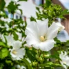 Fast Growing Trees White Rose Of Sharon Althea Tree White Flowers