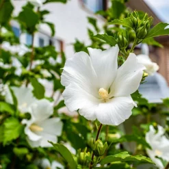 Fast Growing Trees White Rose Of Sharon Althea Tree White Flowers