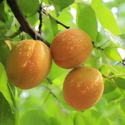 Fast Growing Trees See All Fruit Trees Late Ross Peach Tree