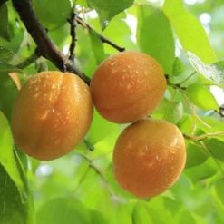 Fast Growing Trees See All Fruit Trees Late Ross Peach Tree