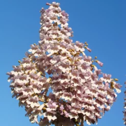 Fast Growing Trees Purple Flowers Royal Empress Tree