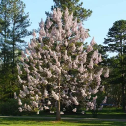 Fast Growing Trees Purple Flowers Royal Empress Tree