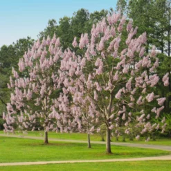 Fast Growing Trees Purple Flowers Royal Empress Tree
