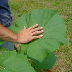 Fast Growing Trees Purple Flowers Royal Empress Tree
