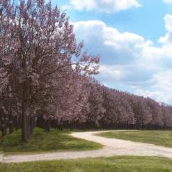 Fast Growing Trees Purple Flowers Royal Empress Tree