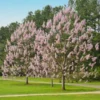 Fast Growing Trees Purple Flowers Royal Empress Tree