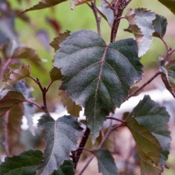 Fast Growing Trees Royal Frost® Birch Tree Birch Trees