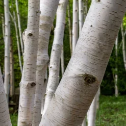 Fast Growing Trees Royal Frost® Birch Tree Birch Trees