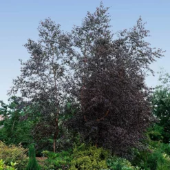 Fast Growing Trees Royal Frost® Birch Tree Birch Trees