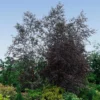 Fast Growing Trees Royal Frost® Birch Tree Birch Trees 1 Fast Growing Trees Royal Frost® Birch Tree Birch Trees
