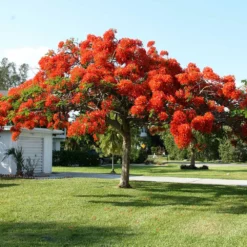 Fast Growing Trees Red Flowers Royal Poinciana Tree 9 Fast Growing Trees Red Flowers Royal Poinciana Tree